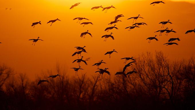 Sandhill cranes at Wood River, Nebraska's Crane Trust